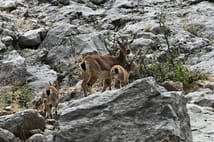 Nesli tükenme tehlikesi altında olan dağ keçisi görüntülendi