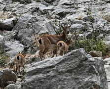 Nesli tükenme tehlikesi altında olan dağ keçisi görüntülendi