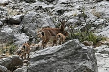 Nesli tükenme tehlikesi altında olan dağ keçisi görüntülendi
