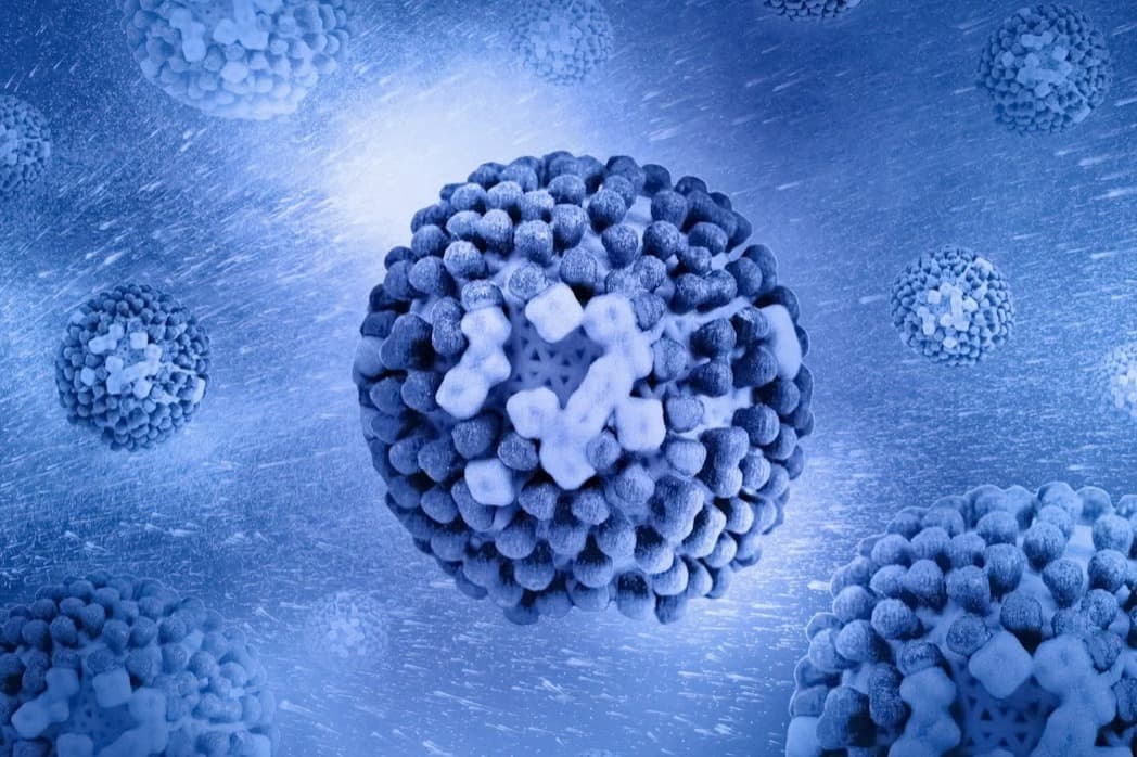 H3N2 virüsü nedir? H3N2 virüsü H3N2 virüsü nedir?
