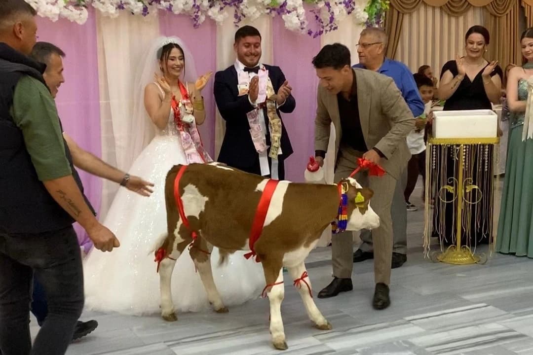 Damada buzağı hediye edildi