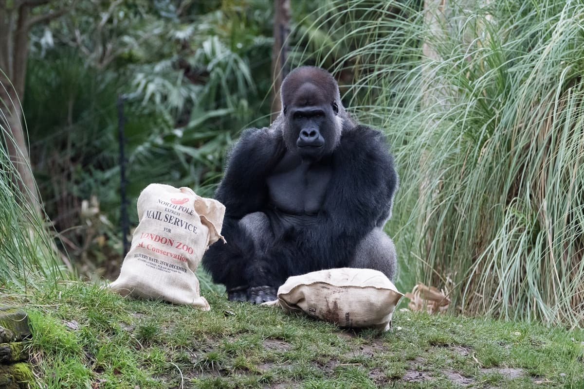 London Zoo’da maymunlara Noel sürprizi