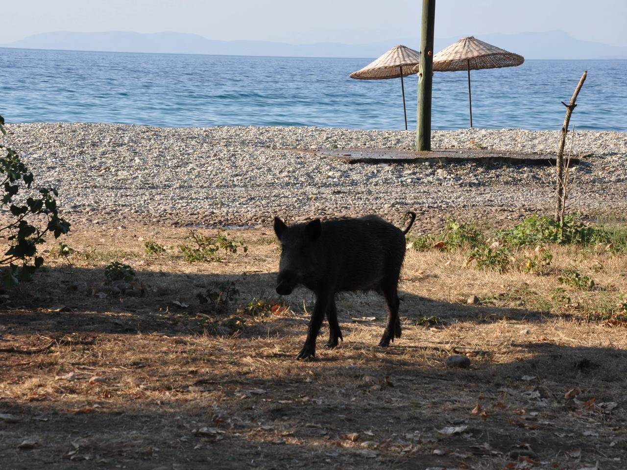 Vahşi doğa değil Kuşadası sokakları