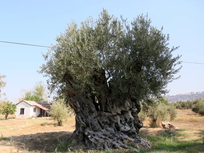 Asırlık anıt zeytin ağaçları Antalya'da hayat buldu