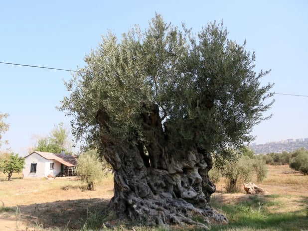 Asırlık anıt zeytin ağaçları Antalya'da hayat buldu