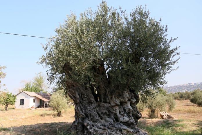 Asırlık anıt zeytin ağaçları Antalya'da hayat buldu