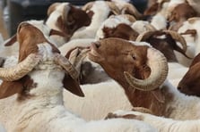 Merak edilenler yanıt buldu: İşte vekaleten kurban kesiminde dikkat edilmesi gerekenler 