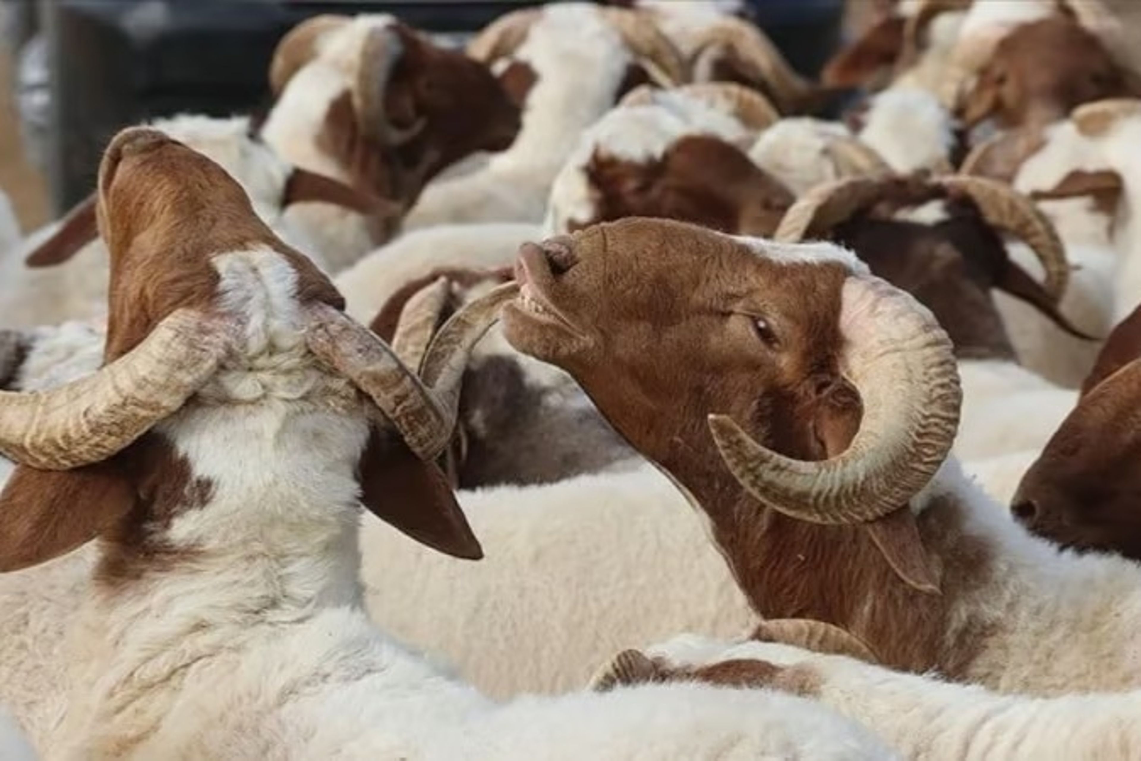 Merak edilenler yanıt buldu: İşte vekaleten kurban kesiminde dikkat edilmesi gerekenler 