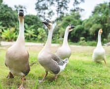 Denizde yüzdükleri için şikayet edilen kazlar kümese kapatıldı