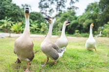 Denizde yüzdükleri için şikayet edilen kazlar kümese kapatıldı