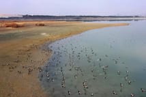 Elazığ'daki Cip Baraj Gölü farklı türde binlerce göçmen kuşu ağırlıyor