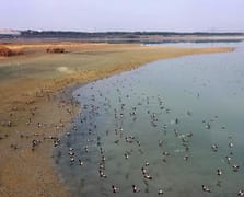 Elazığ'daki Cip Baraj Gölü farklı türde binlerce göçmen kuşu ağırlıyor