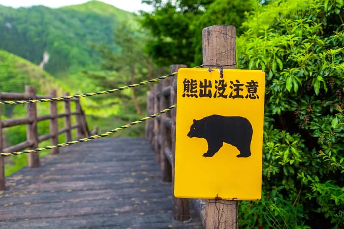 Ayı saldırılarının arttığı Japonya'da yapay zeka ile üretilen ayı videoları korku yayıyor