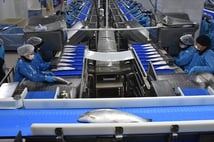 Türk somonu ihracatı yılın 9 ayında 369 milyon dolara yaklaştı