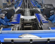 Türk somonu ihracatı yılın 9 ayında 369 milyon dolara yaklaştı