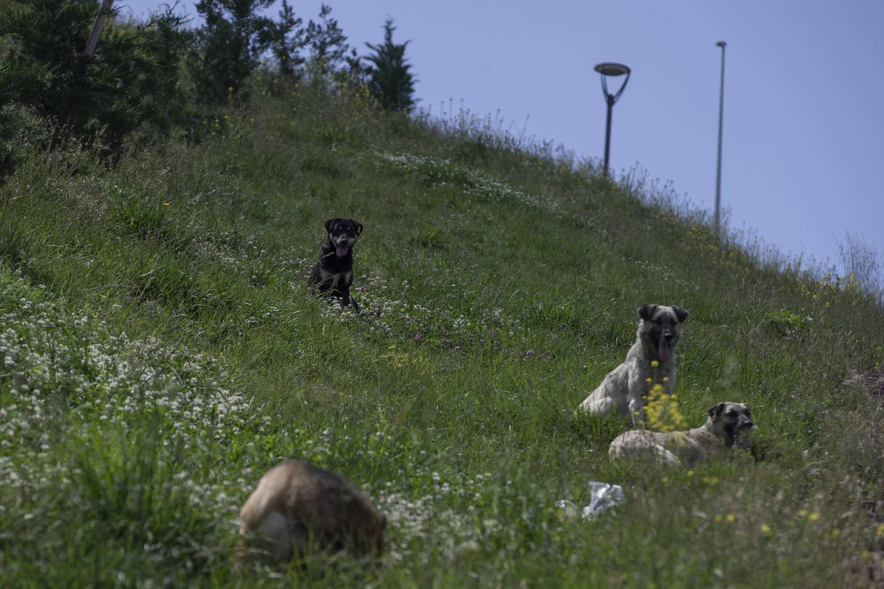 Başıboş köpeklerin saldırısından sakinliğiyle kurtuldu