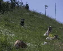Mardin'de başıboş köpek saldırısı: Sakinliğini koruyarak kurtuldu