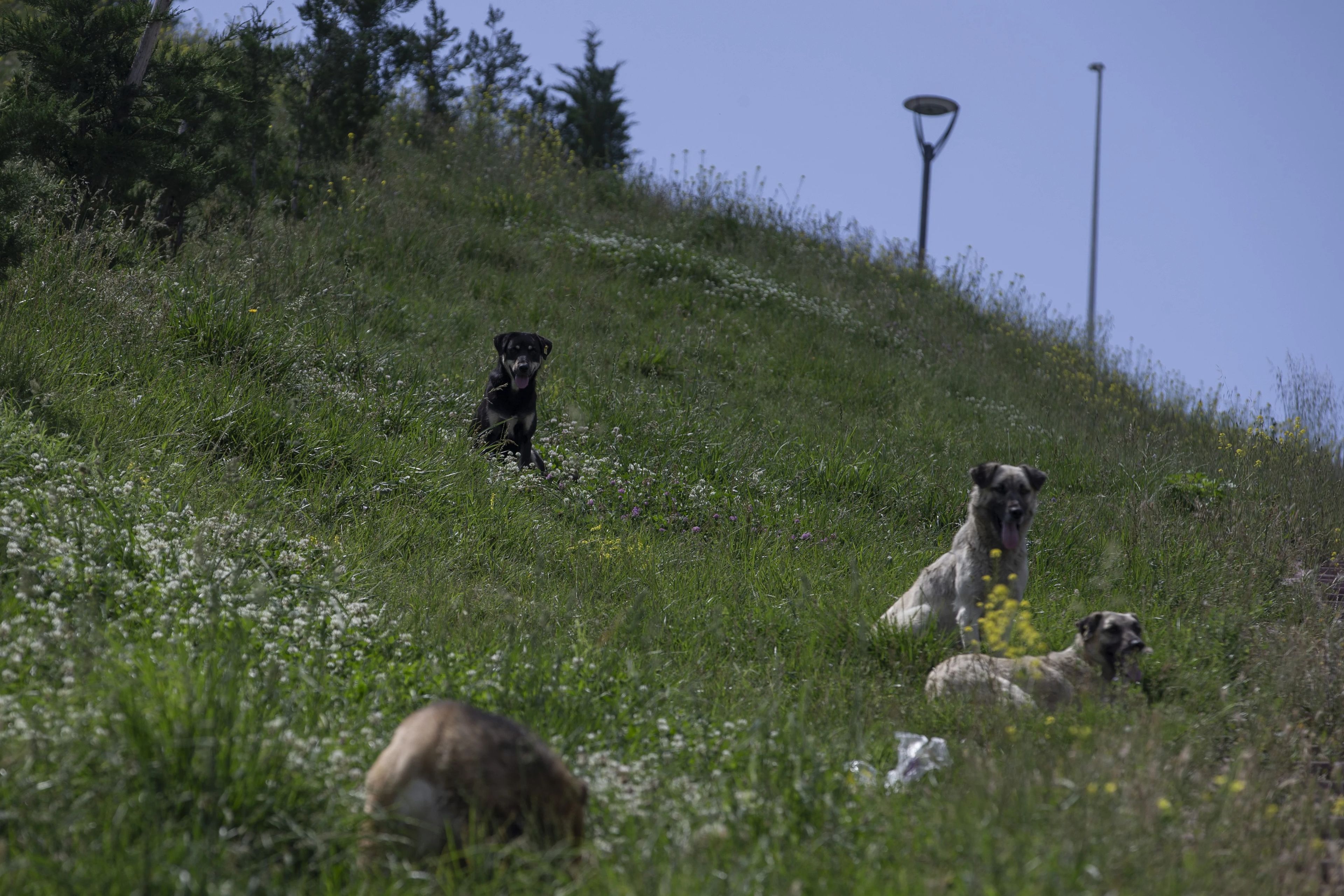 Mardin'de başıboş köpek saldırısı: Sakinliğini koruyarak kurtuldu