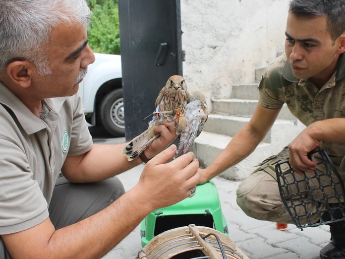 Her yıl binlerce hayvan tedavi edilerek doğaya dönüyor