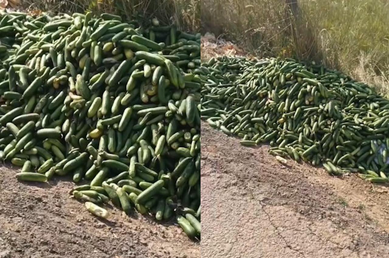 Çok sayıda salatalık boş araziye atıldı vatandaş duruma tepki gösterdi
