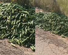 Çok sayıda salatalık boş araziye atıldı vatandaş duruma tepki gösterdi