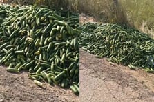 Çok sayıda salatalık boş araziye atıldı vatandaş duruma tepki gösterdi