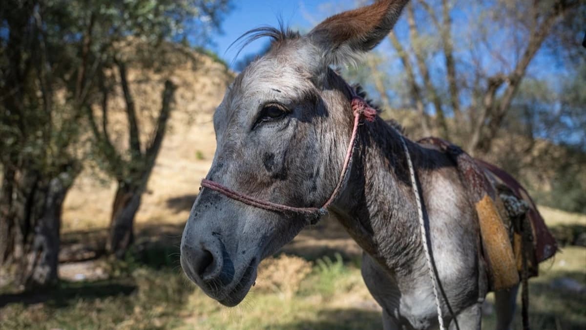 Yediemin otoparkına çekilmişti: Sahibi Kadife eşeğe kavuşmanın sevincini yaşıyor