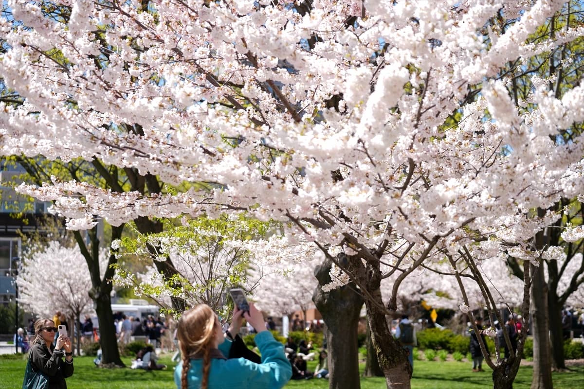 Toronto'da Japon esintisi | Dört bir yanı sardılar...
