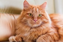 Kedi Remi dünyanın ilk ev hapsi alan kedisi oldu