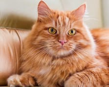 Kedi Remi dünyanın ilk ev hapsi alan kedisi oldu