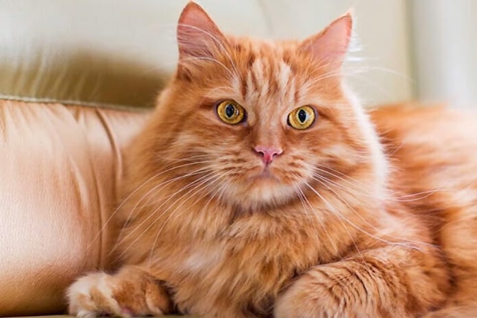 Kedi Remi dünyanın ilk ev hapsi alan kedisi oldu