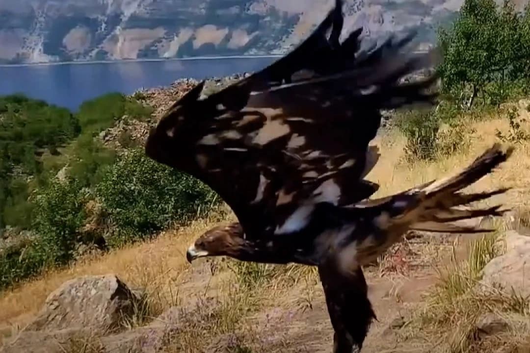 Tedavileri tamamlanınca doğaya salındı