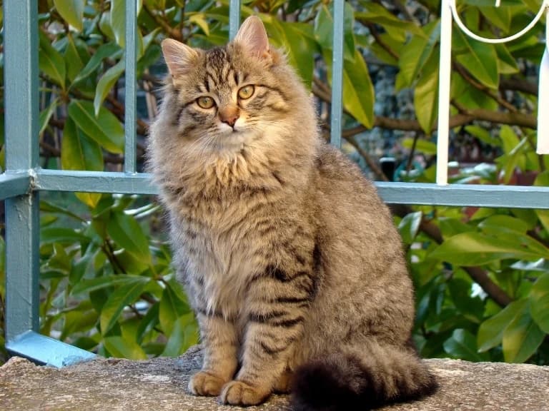 Kedi bakıcılığı yapana ücretsiz konaklama