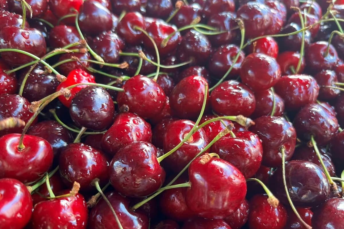 Türkiye'nin kiraz ve vişne ihracatı rekor kırdı