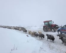 Artvin'de çığ felaketi: Kayıp çobanı arama çalışmalarına hava engeli