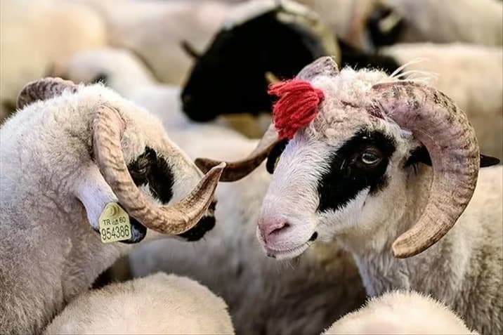 Kurban Bayramı ne zaman, kaç gün kaldı? Diyanet ile 2026 Kurban Bayramı tatili kaç gün?