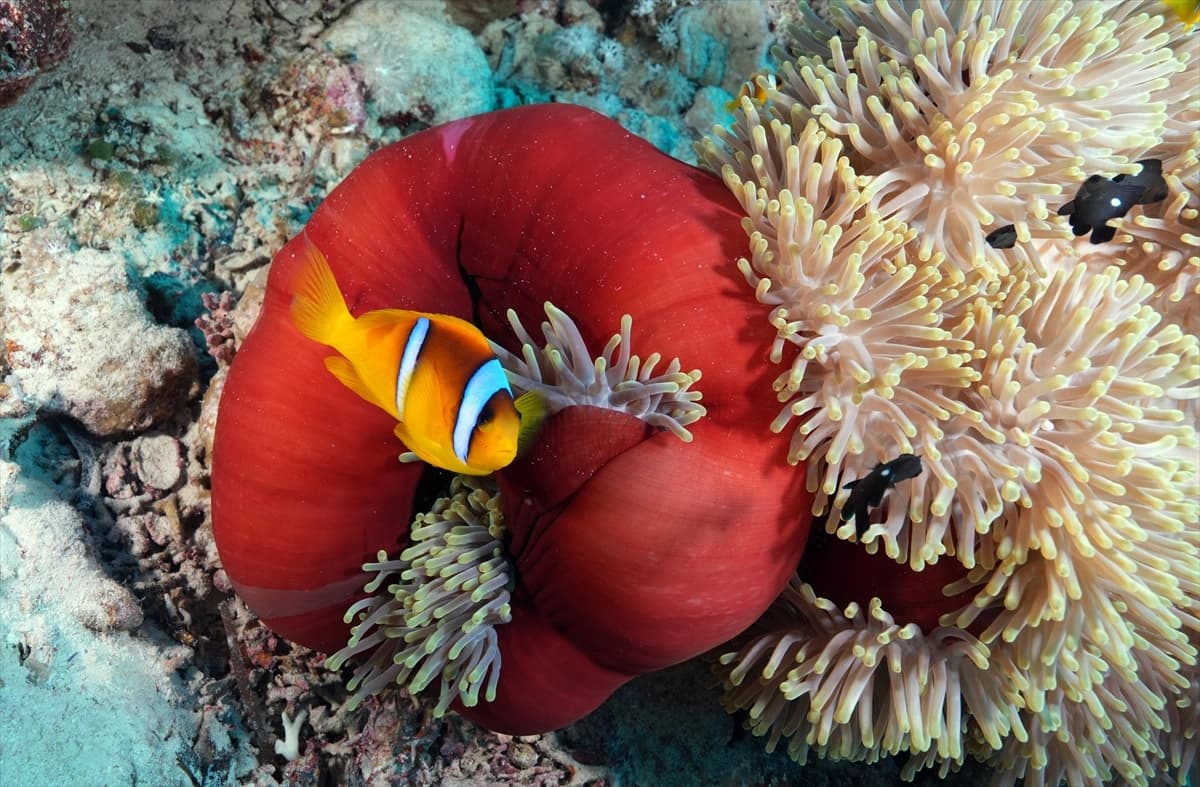 Kızıldeniz'in altındaki harikalar diyarı