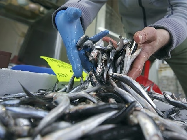 Hamsi fiyatındaki düşüş vatandaşı balıkçıya koşturdu