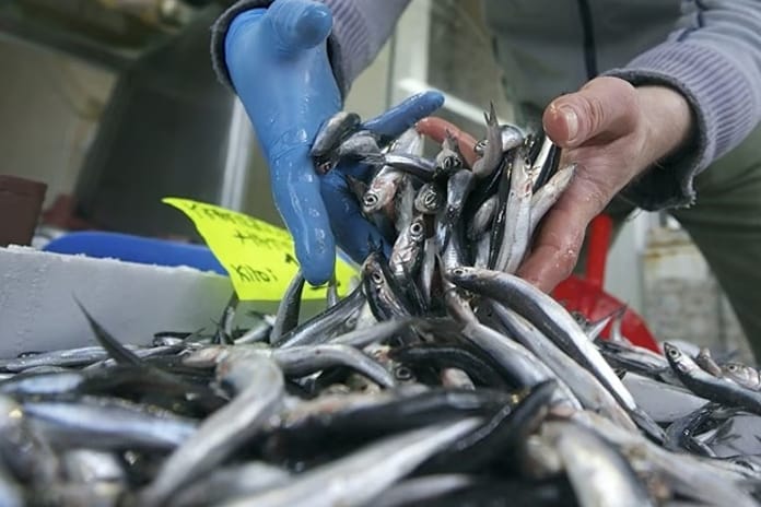 Hamsi fiyatındaki düşüş vatandaşı balıkçıya koşturdu