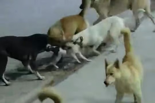 Sokak köpeklerinin saldırdığı kedi telef oldu