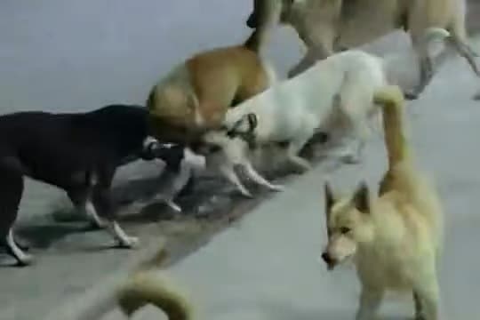 Başıboş sokak köpeklerinin saldırdığı kedi telef oldu