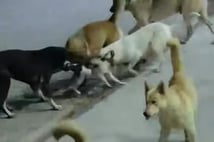 Başıboş sokak köpeklerinin saldırdığı kedi telef oldu