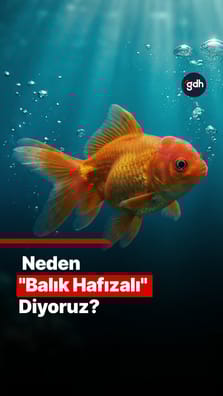 Neden "balık hafızalı" diyoruz