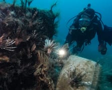 Antalya Körfezi'ndeki Kızıldeniz göçmeni balıklar su altından görüntülendi