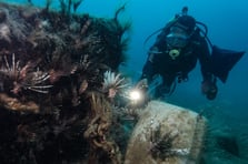 Antalya Körfezi'ndeki Kızıldeniz göçmeni balıklar su altından görüntülendi