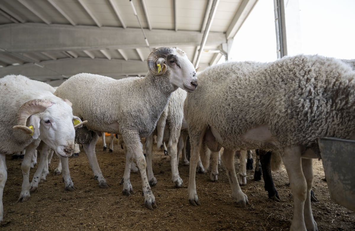 kurbanlık hayvanlar