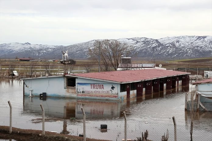 Sivas'ta kangal köpeği barınağını su bastı