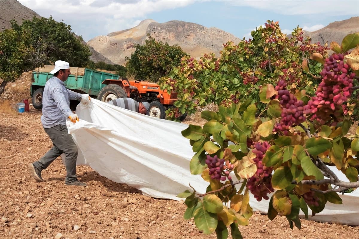 Malatya'da fıstık hasadı heyecanı