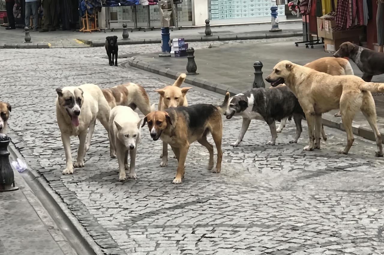 Başıboş köpekleri toplamayan belediyelere hapis cezası gündemde