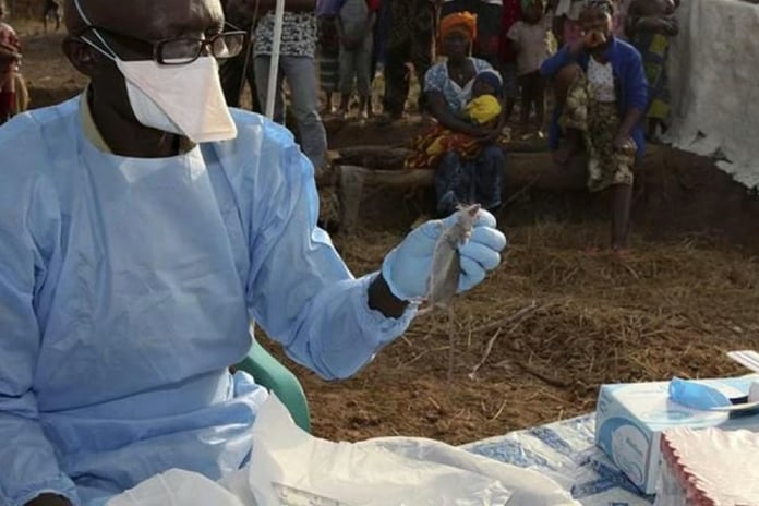 Nijerya’da lassa ateşi vakaları artıyor